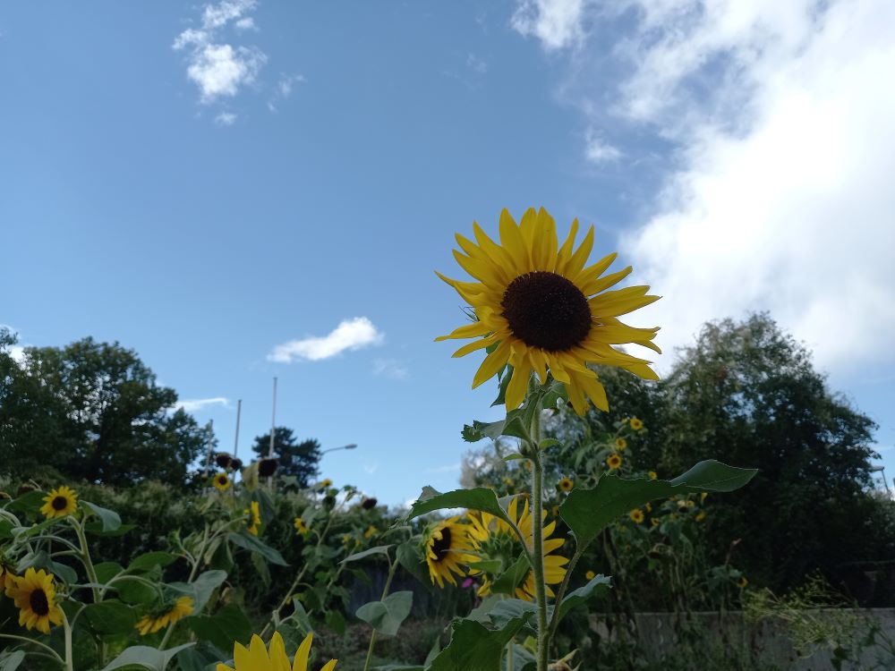 Schulgarten der THRS mit Blumen September 2024 (3)